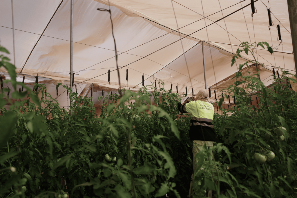 tomato plants within a big greenhouse taken care of by an employee
