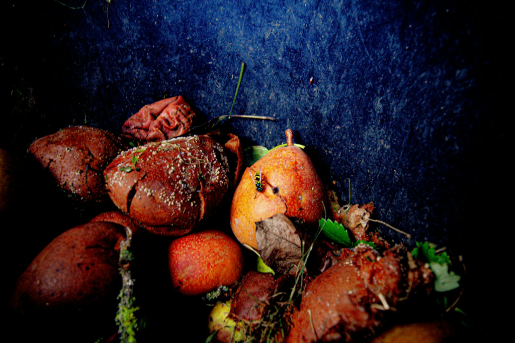 Rotting fruit and vegetables in a compost bin
